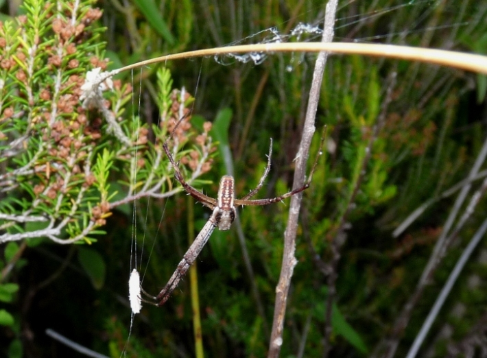 Argiope bruennichi